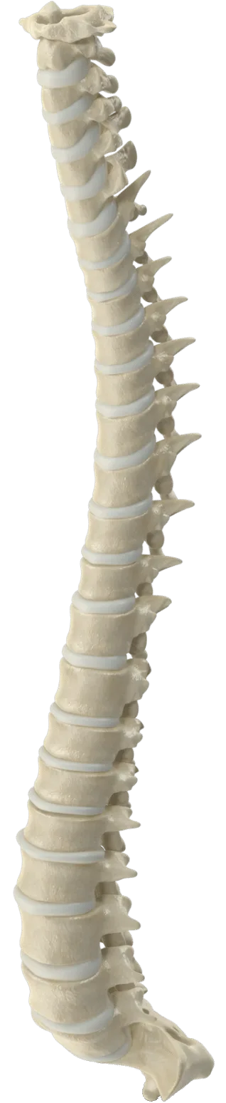 Columna vertebral completa, de C1 al sacro