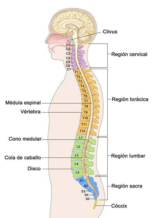 Regiones de la columna vertebral y nivel de cada vértebra
